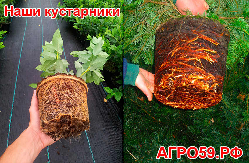 Уход за ежевикой Навахо - ключевые аспекты Ежевика Навахо: секреты успешного ухода